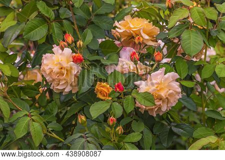 Rose Gallica Var. Conditorum Dieck Conditorum. Selected Sorts Of Exquisite Roses For Parks, Gardens,