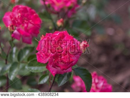 Rose Banbridge. Diverse, Extensive Botanical Garden. The Beauty Magic Of The Roses Blossoms. Selecte