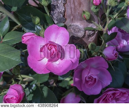 Rose Banbridge. Diverse, Extensive Botanical Garden. The Beauty Magic Of The Roses Blossoms. Selecte