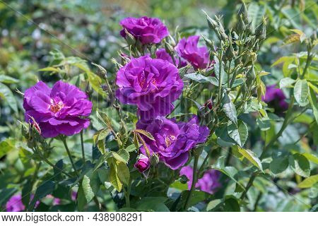 Rose Banbridge. Diverse, Extensive Botanical Garden. The Beauty Magic Of The Roses Blossoms. Selecte