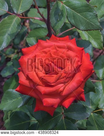 Rose Banbridge. Diverse, Extensive Botanical Garden. The Beauty Magic Of The Roses Blossoms. Selecte