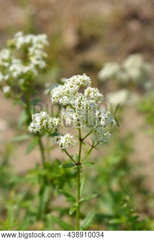 European Bedstraw White Flowers - Latin Name - Galium Rubioides