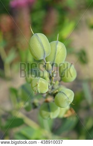 False Indigo Solar Flare Seed Pods - Latin Name - Baptisia X Variicolor Solar Flare
