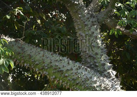 Chorisia Speciosa.thick Thorny Tree Trunk Of Ceiba Speciosa. The Surface Of The Tree Trunk With Many
