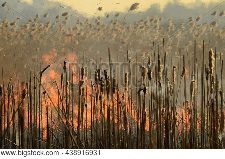Coastal Zone Of Marsh Creek, Strong Smoke From Fire Of Liana Overgrowth. Spring Fires Of Dry Reeds D