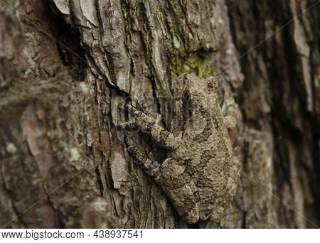 Gray Tree Frog Hyla Chrysoscelis On Pine Tree In East Texas
