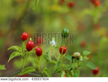 Native Pepper Of Texas Chiltepin Pepper Capsicum Annuum Var. Glabriusculum Closeup