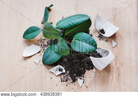 Ficus Elastica Crashed On The Floor, Pieces Of Broken Flowerpot And Soil