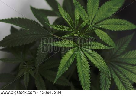 Marijuana cannabis green leaf grunge dark background.