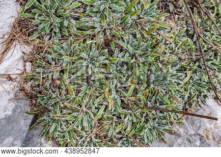 Small Green Plant On Rock In Sella Nevea Mountains, Julian Alps, Friuli-venezia Giulia, Italy