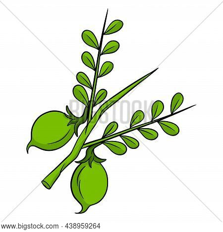Fresh Chickpeas. Green Chickpeas On A Twig With Leaves. Ingredient For Dishes.