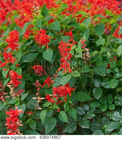 Salvia Divinorum, Garden With Blooming Red Flowers And Green Leaves. Day
