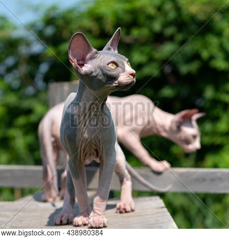 Adorable Young Sphynx Hairless Cats On Walk In Cattery Enclosure. In Front Is Blue And White Colored