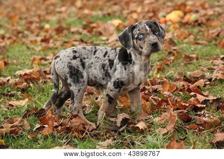 Chiots Catahoula Louisiane en automne
