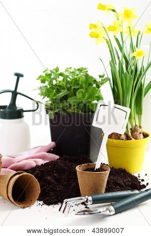 Blumen für die Bepflanzung mit Gartengeräte
