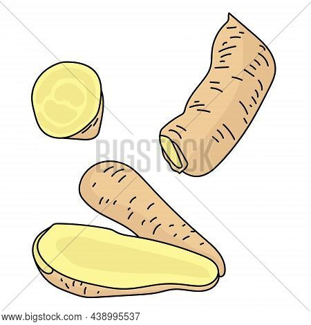 Arracaccia Root Vegetable, Exotic Vegetable With Light Pulp Vector Illustration