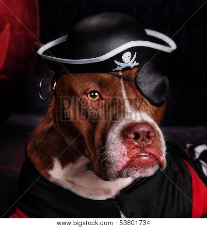The Pirate