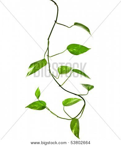 plant epipremnum scindapsus close up isolated on white background 