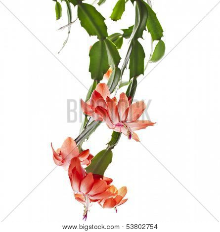 Blooming Christmas Cactus Schlumbergera isolated on white background 
