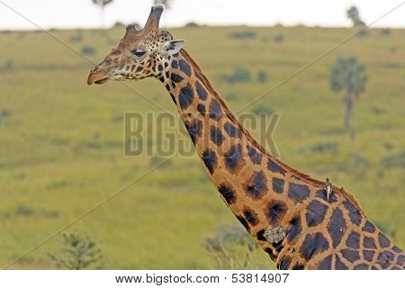 Rothchild Giraffe In The Savannah