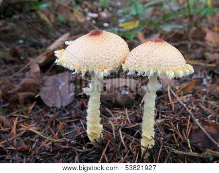 Lepiota magnispora - Shield Dapperling