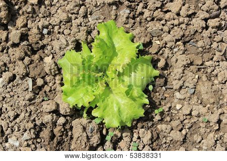 Green Lettuce Growing