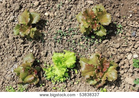 Salad In The Soil