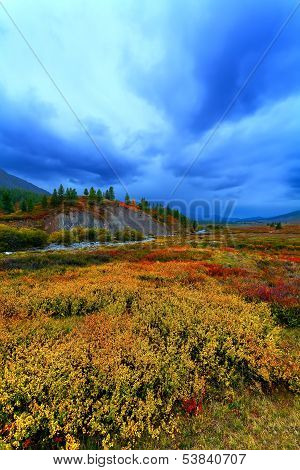 Taiga Meadow