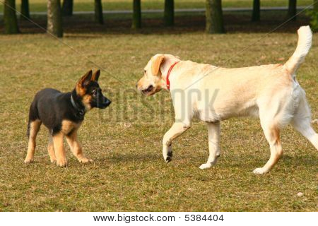 Hunde spielen