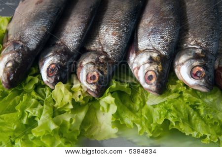 Pesce di acqua dolce
