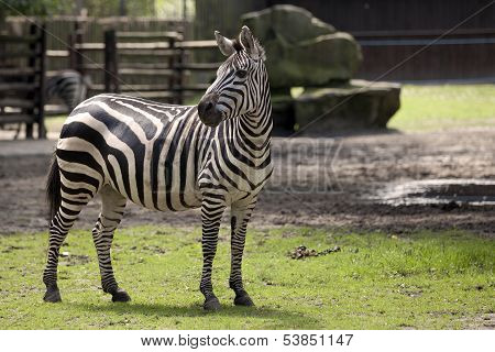 Zebra
