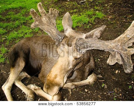 Swedish Elk