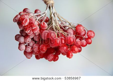Red berries of viburnum with ice crystals, on light background