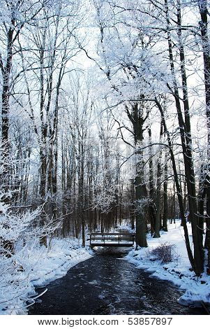 Frosty Trees