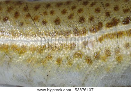 Background Codfish Skin