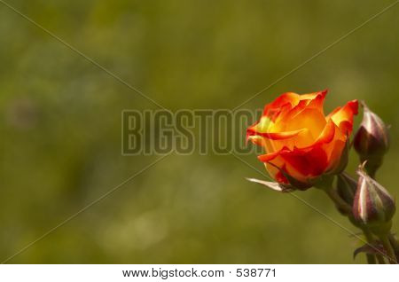 Rose op groen