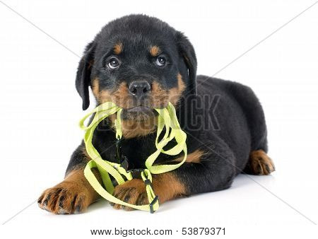 Puppy Rottweiler And Leash