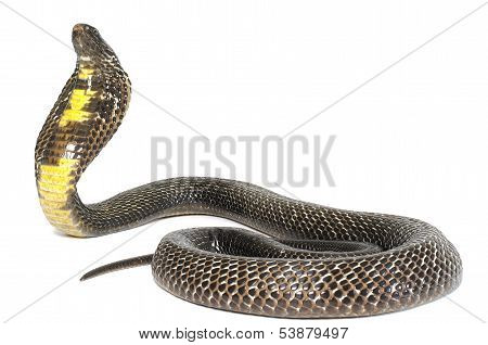 Black Pakistani Cobra