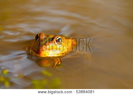 frog in river water