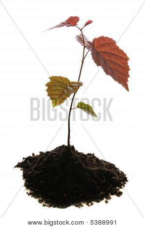 Sætteplante i jord