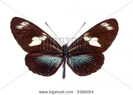 Heliconius バタフライ