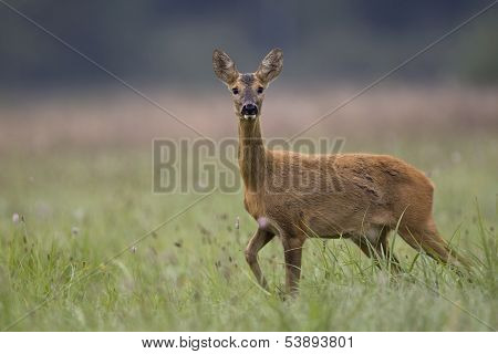 Roe deer in the wild