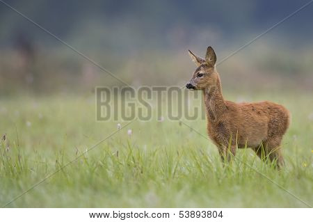 Roe deer