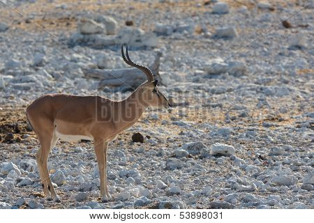 Impala antelope
