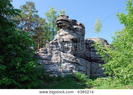 kiviä puiden