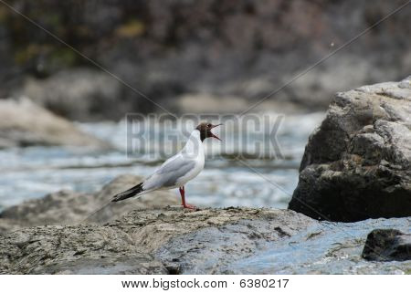 カモメ （Larus 港区)