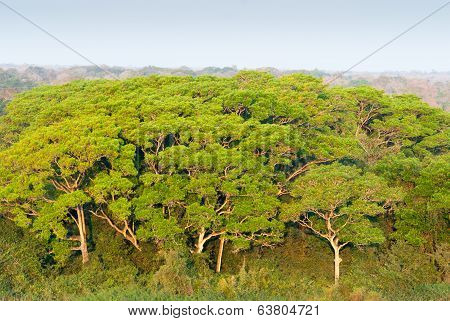 Pantanal Wetland, Brazil