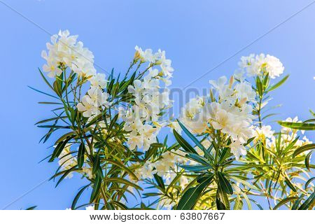 White Flower In Kavros Village, Crete, Greece