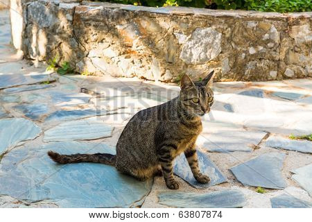 Cat  In Kavros Village, Crete, Greece