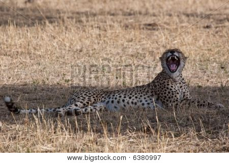 Cheetah